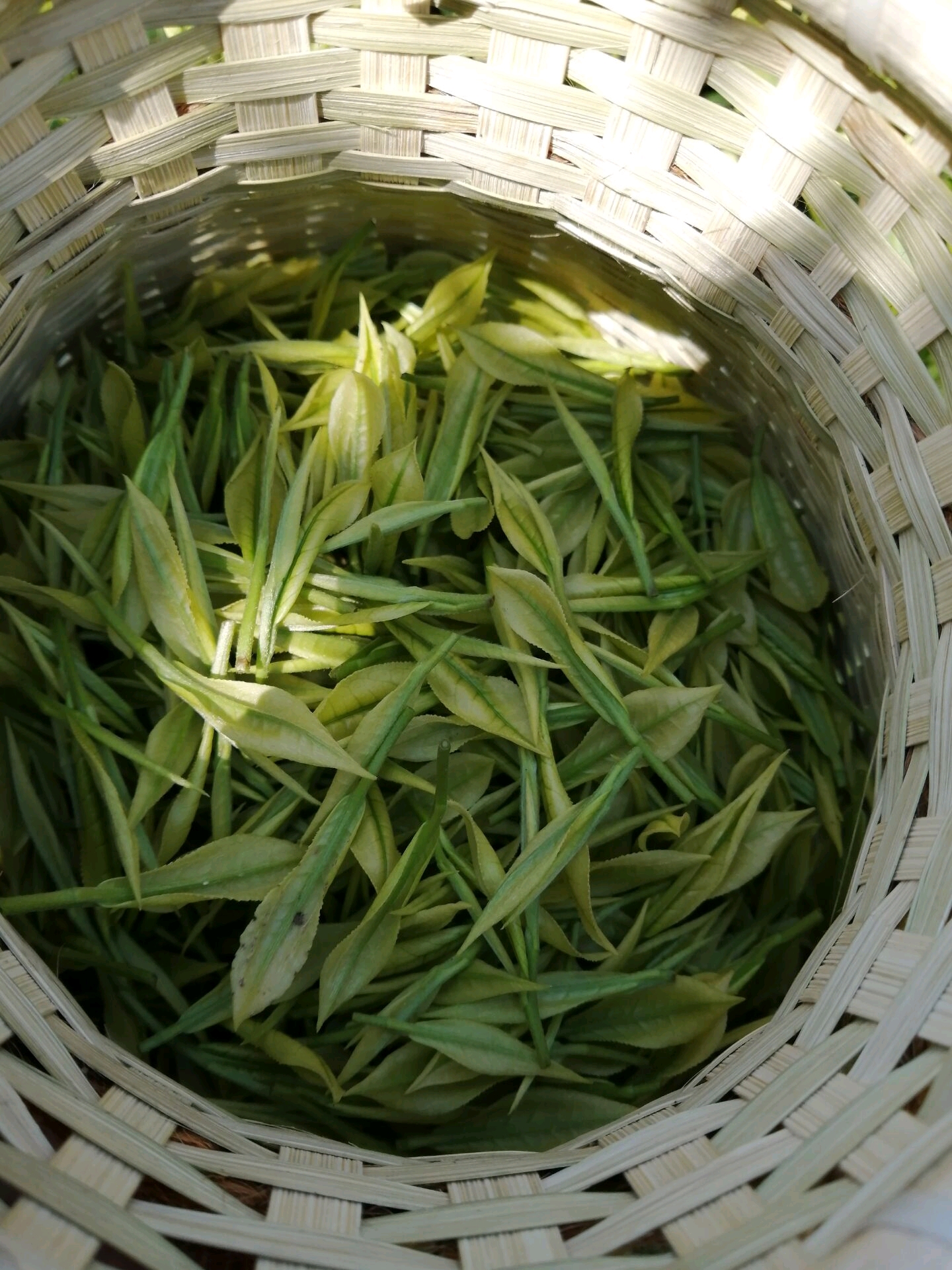 生活 日常 长炒青松,扁,碎的原因 在生活中,我们经常会炒青绿茶很碎