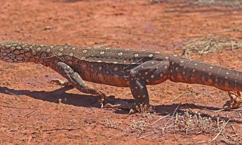 为了评估澳大利亚一些最大的蜥蜴物种与如何恢复被破坏的栖息地.