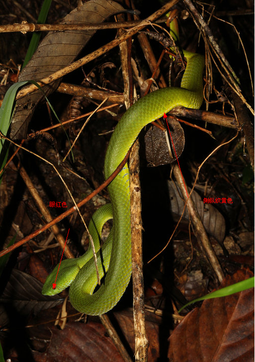 竹叶青属(trimeresurus)鉴赏 你以为竹叶青都是原谅色图片