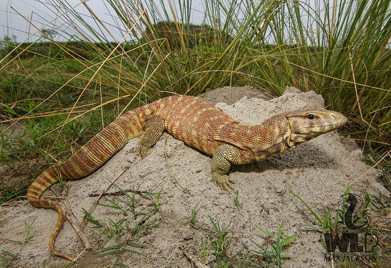 【其它生物】巨蜥科(varanidae)全科分类,所含物种及译名参考(含图鉴)