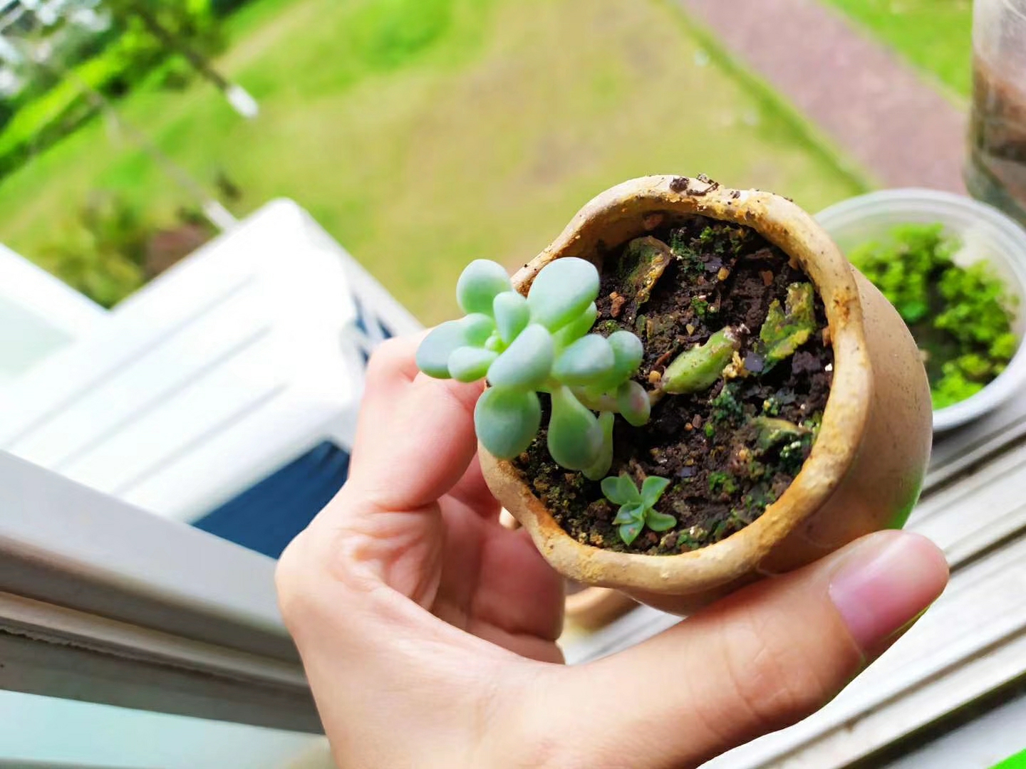 植物生长记 记录我种植物的生活,希望以后可以多分享自己的经验,慢慢