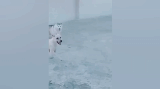 哈士奇和拉布拉多跨栏跳,拉拉平稳落地,二哈的脸刹却帅出天际