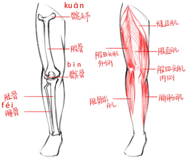腿部骨骼,肌肉结构