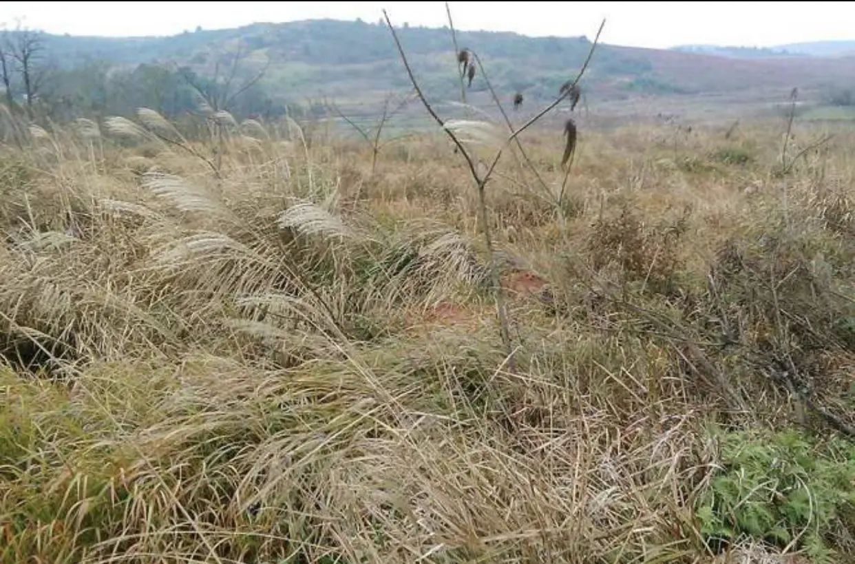 杂草丛生的荒地 我决心赶紧离开这个地方，就往身上摸了摸，发现我什么都