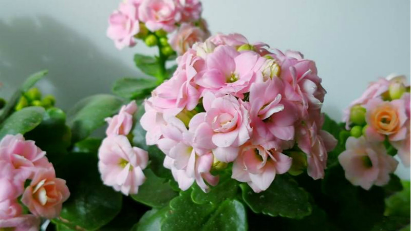 4,风花雪月