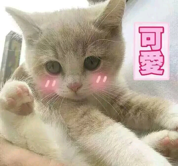 小可爱,猫咪表情包要么?⑩