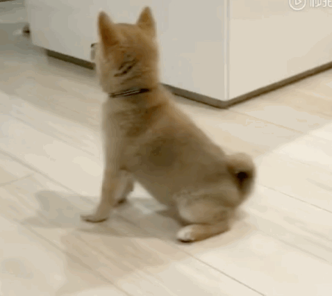 壁纸 动物 狗 狗狗 猫 猫咪 小猫 桌面 478_426 gif 动态图 动图