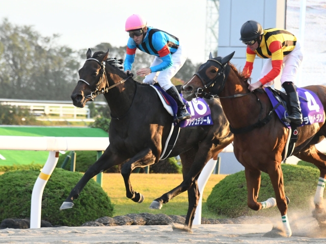 20(现役) g1:2018年 菊花赏(3000米)
