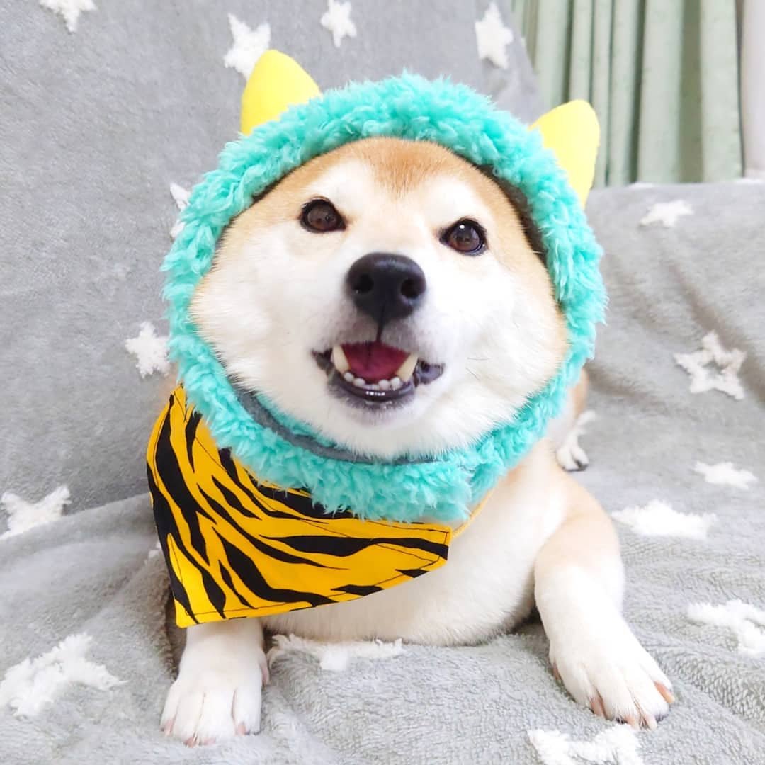 萌宠日本超人气柴犬网红们超萌柴柴隔着屏幕想撸秃它