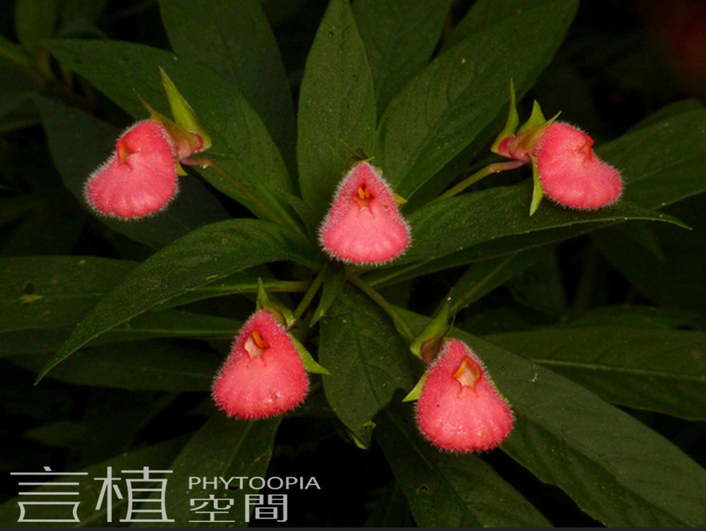 (口红花属 aeschynanthus agalmyla 金红花属 alloplectus 娥索花属