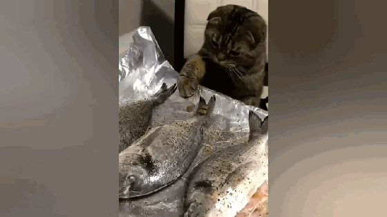 猫咪吃鱼套路深:我真的不是想吃鱼,我只是要拿回我自己的东西!