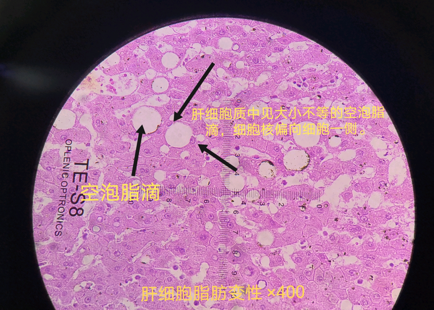 病理学实验切片