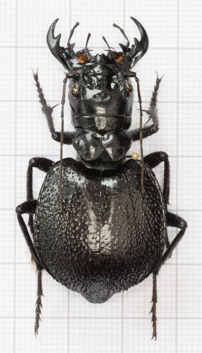 【物种科普】大王虎甲属 manticora 简介 v1.0