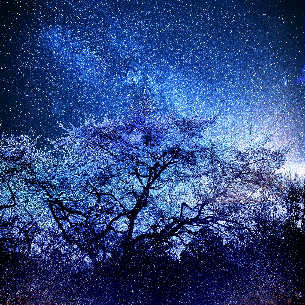 在银河下的樱花树前漫步 踏着樱花的香韵 抚摸星河的绚丽 画师:ゾノ丸