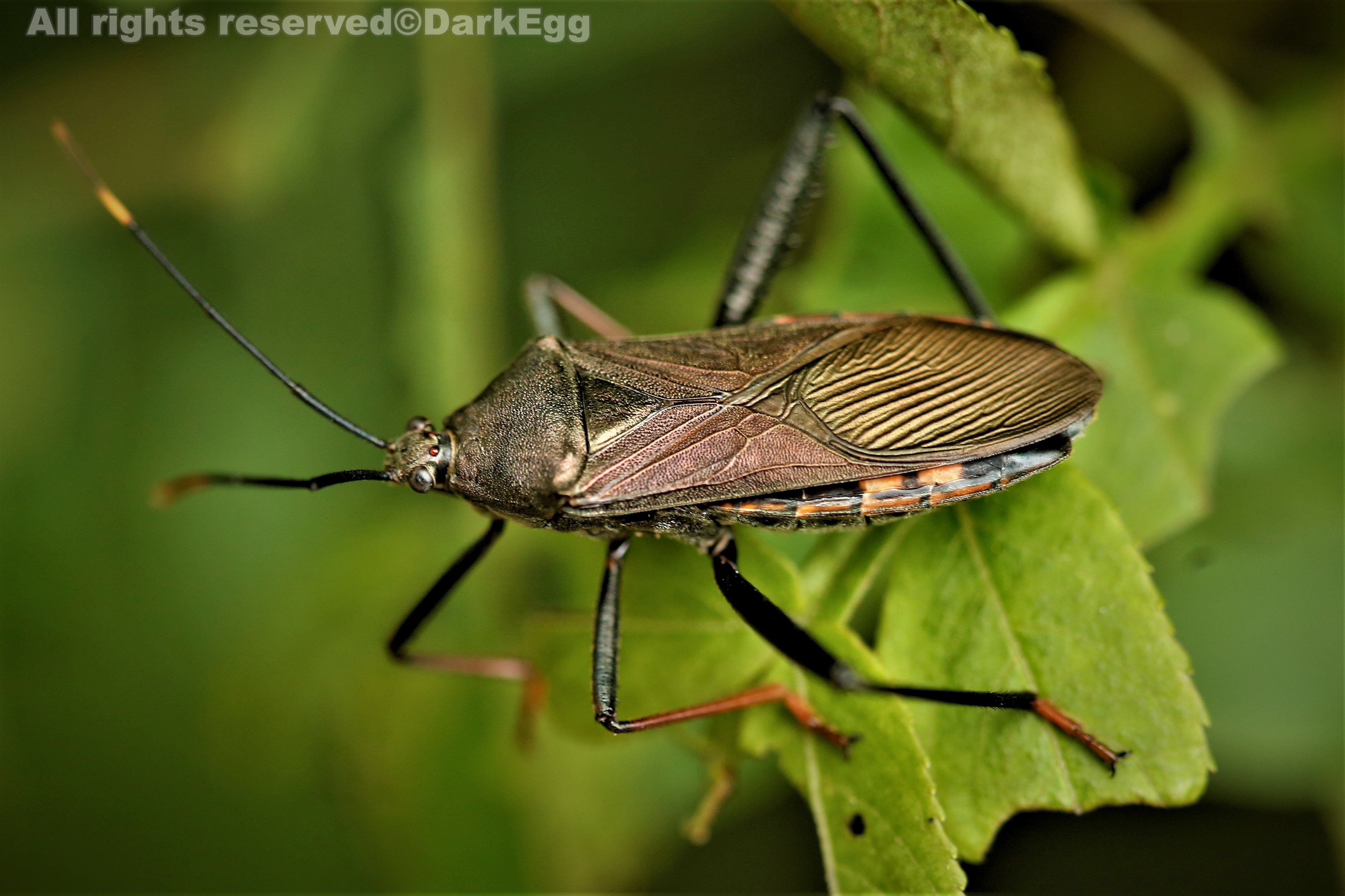 黑竹缘蝽 notobitus meleagris