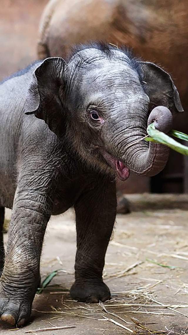 这是昆明动物园自2017年以来首次迎来新生象宝宝.