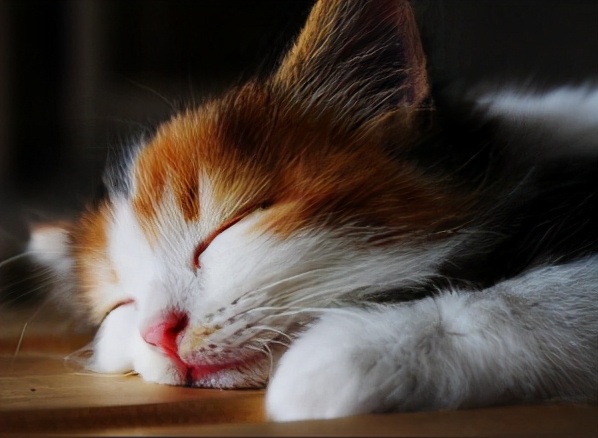 小猫老是爬在胸口 38ee7628a5b43ce28624cb13bf8067baf4d92250.jpg