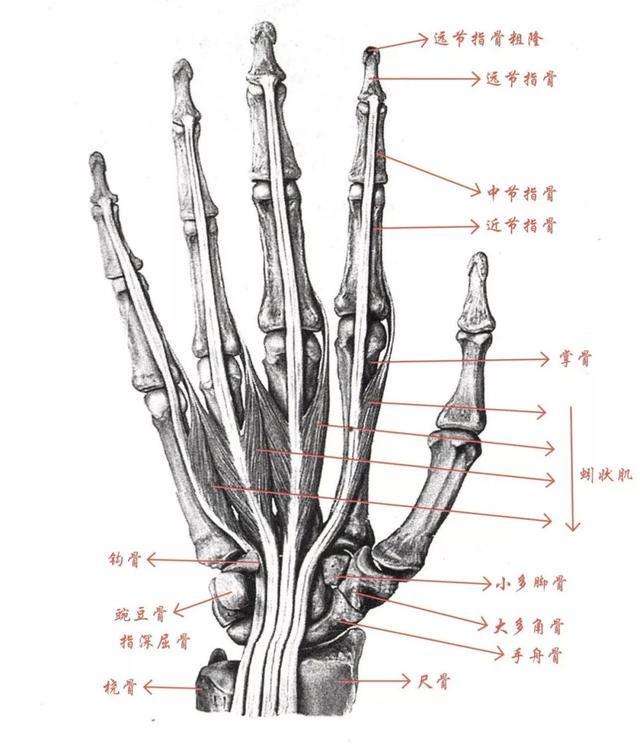 手怎么画新手画手技巧分享