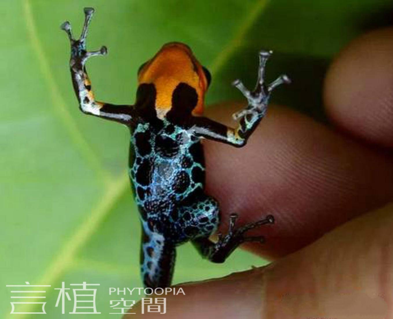 言植空间,动物科普,雨林动物,网纹箭毒蛙/拇指箭毒蛙(ranitomeya)