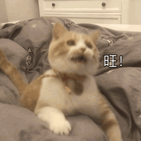 小可爱,猫咪表情包要么?⑩