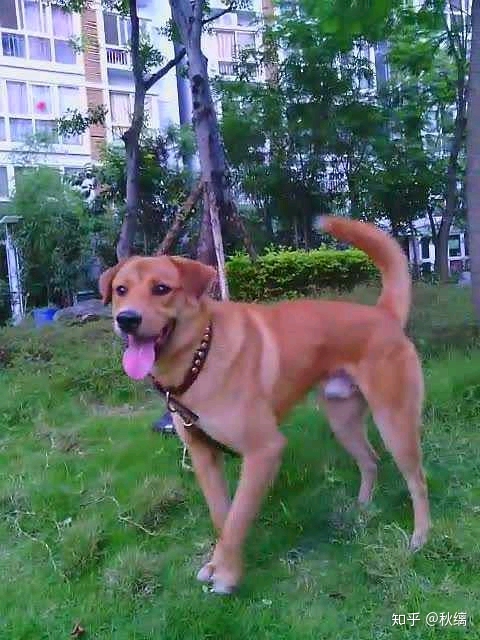 这个,百度说是四川凉山犬,也是猎犬.