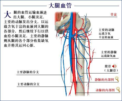 史上最全的人体(组织器官)全图