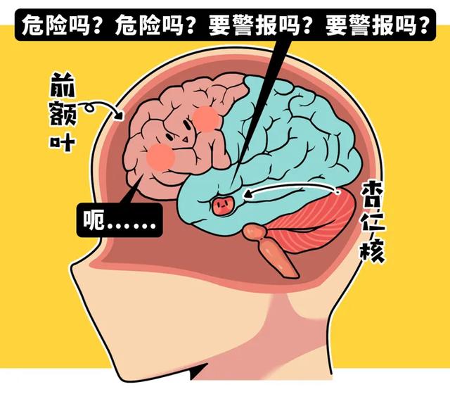 毕竟理智思考是前额叶的工作 前额叶负责判断形势 而杏仁核的心里