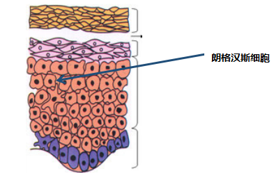 皮肤的专业知识