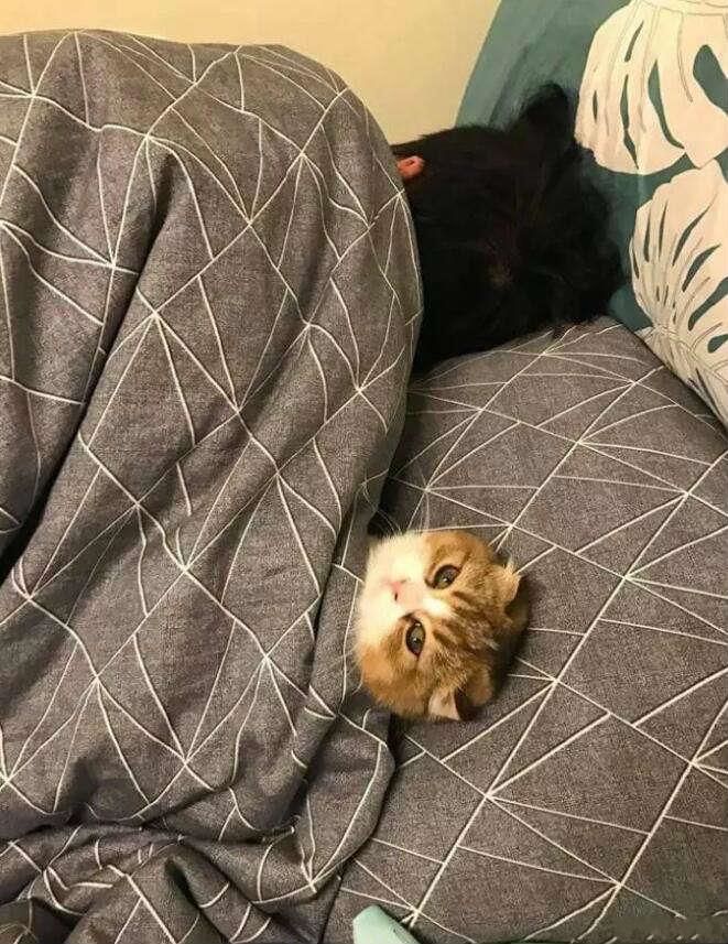 搞笑图片!这是什么沙雕图?第八弹爆笑囧图集合.你想做