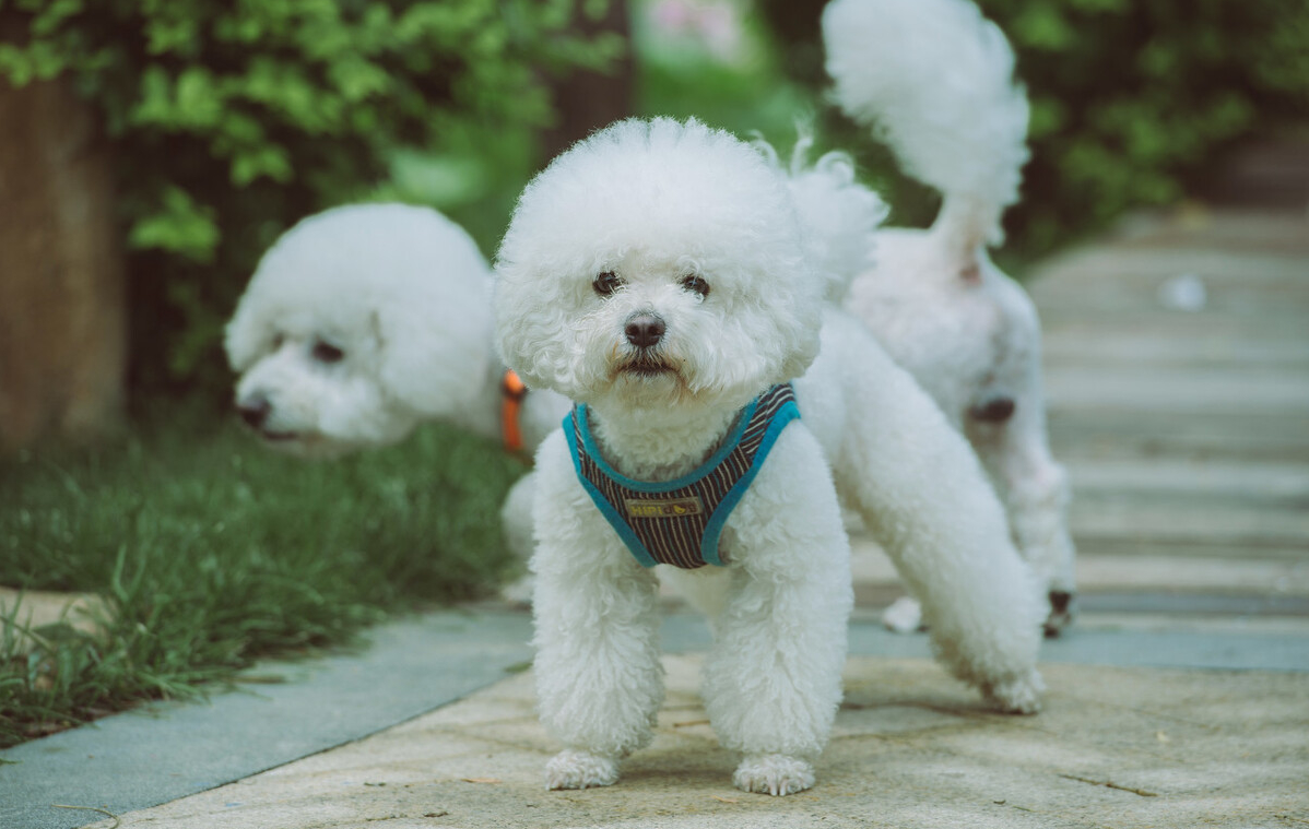 5种"小型犬,主人出门一定要看紧比熊犬有着"棉花糖"的外号,长相甜美