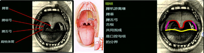 有唇红,人中,鼻唇沟,口角,上下唇系带,其中口角平对第一磨牙.