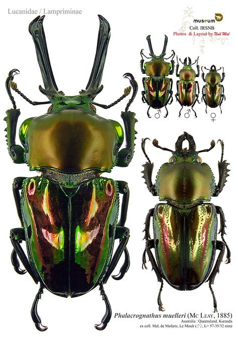 介绍及饲养记录●彩虹锹甲