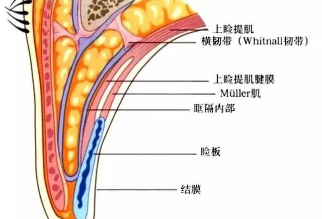 厦门双眼皮单眼皮肿眼泡割双眼皮会不会效果不理想怎么做出自然款双