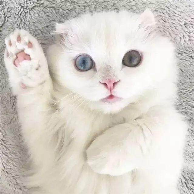 哔哩哔哩专栏