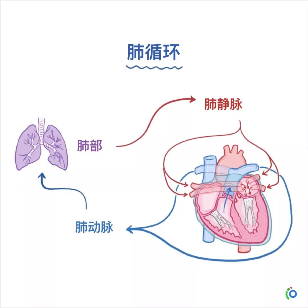 循环系统 · 解剖与生理【25张osmosis中文版学习卡】