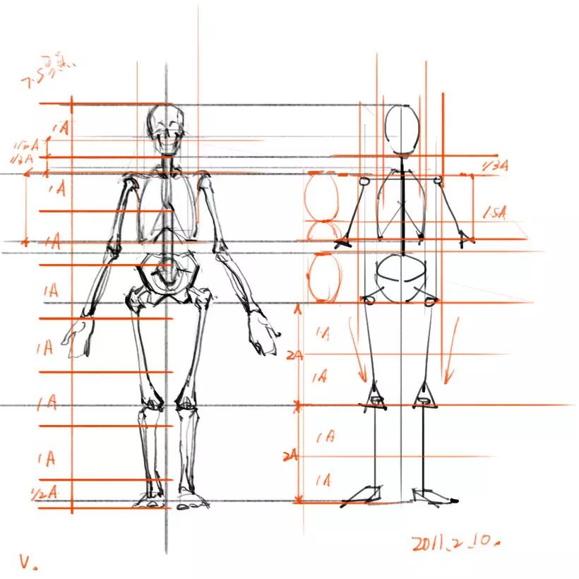在画骨架的时候,按照比例先确定颅骨,胸腔,盆腔,然后再确定肢体骨骼的