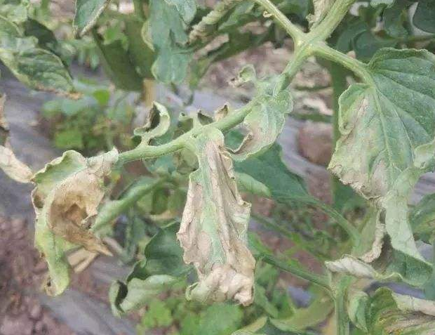 西红柿晚疫病如何用药效果好?需要注意哪些技术细节?