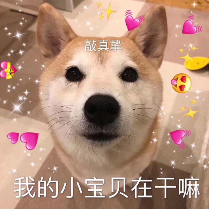 2020包情表第四期柴犬表情包