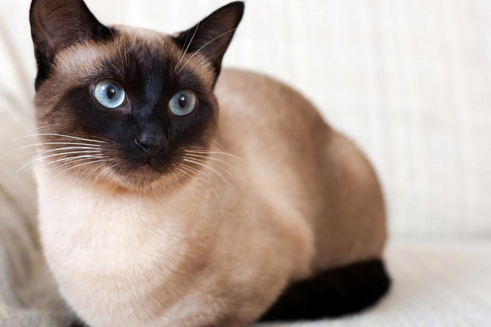 暹罗猫是泰国有名的猫品种,古时常被做为外交赠礼.(图片来自:kapook)