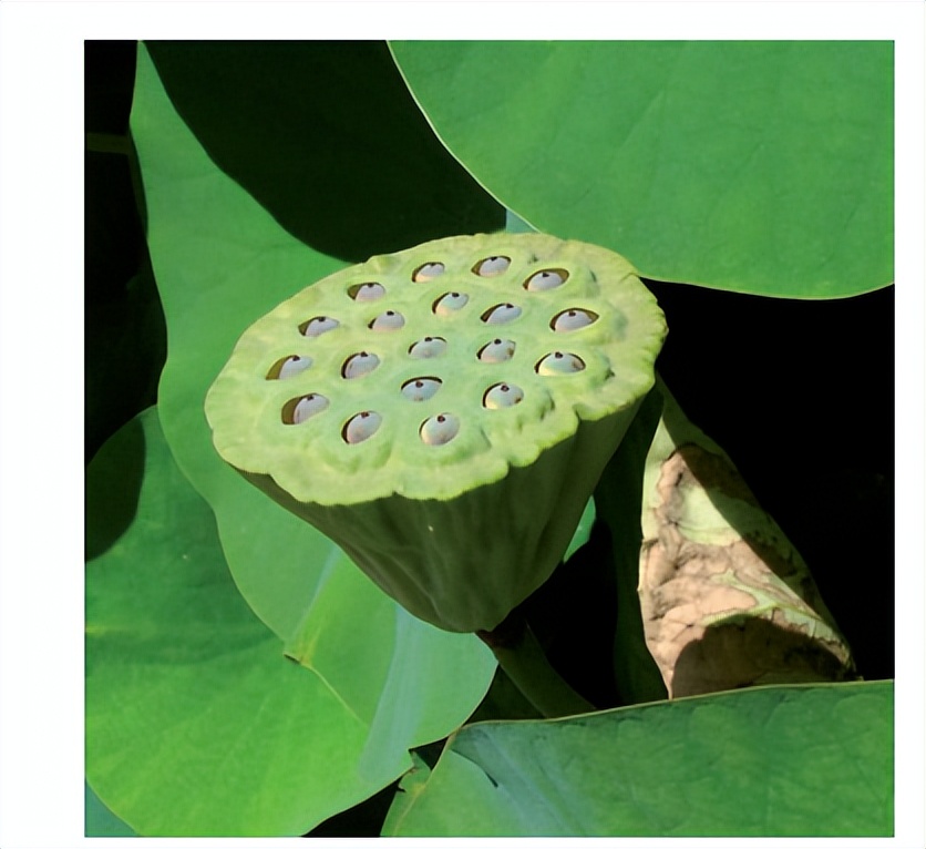 花朵的隐秘几何4:暴力拆解花朵的几何结构 (从6瓣到13瓣)