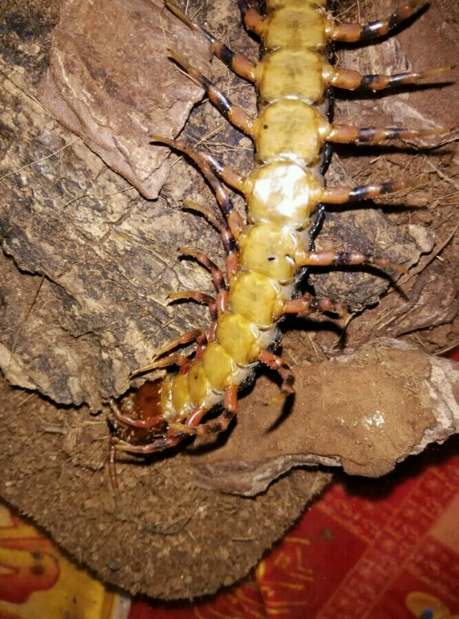 第二 蜈蚣吃完或未吃的饲料请在较短的时间内清理干净(还有蜈蚣的粪便