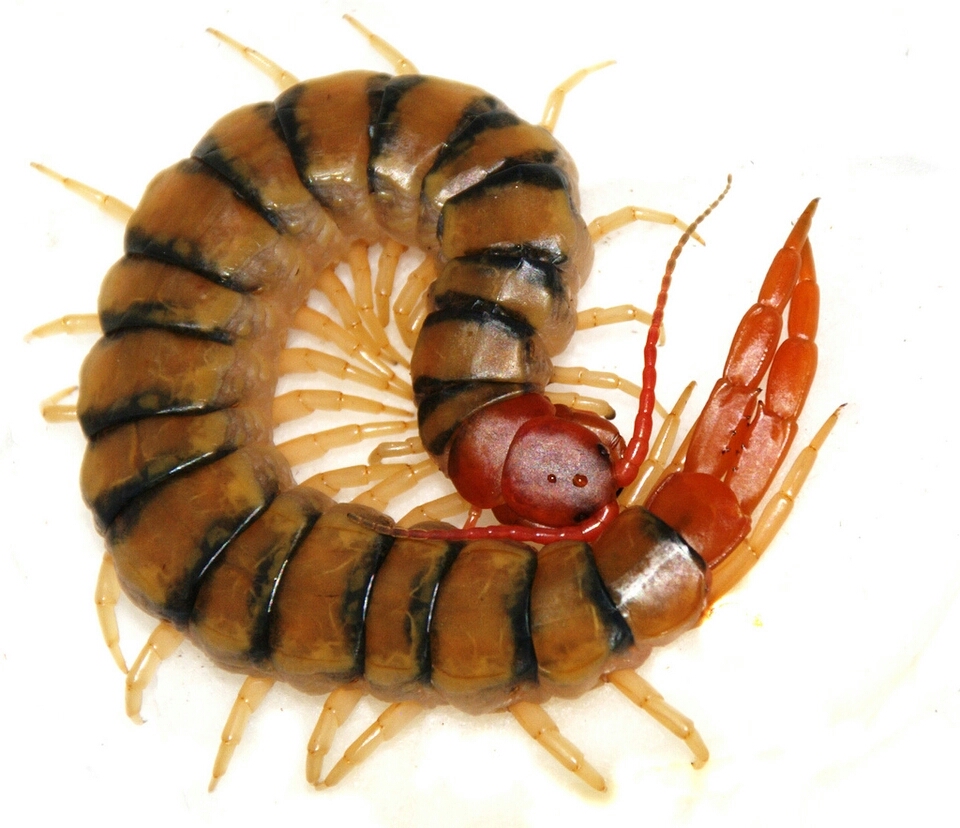 【蜈蚣之最系列】分布最广-赤蜈蚣 scolopendra morsitans