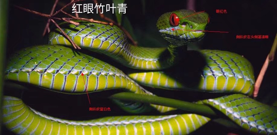 红眼竹叶青trimeresurus rubeus