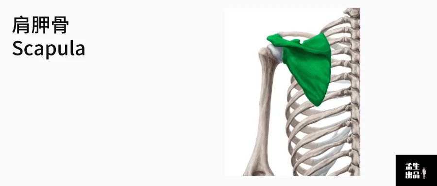 生活 日常 肌骨解剖学——肩胛骨「孟生出品」 肩胛骨scapula 肩胛骨