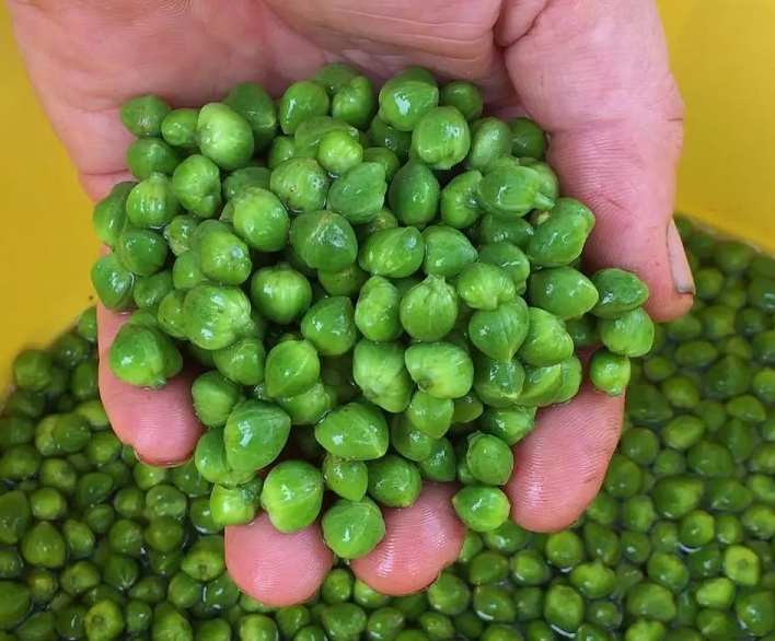 spinosa 别名:刺山柑,马槟榔,棘风蝶木,西洋风蝶木,酸豆,水瓜柳,水瓜