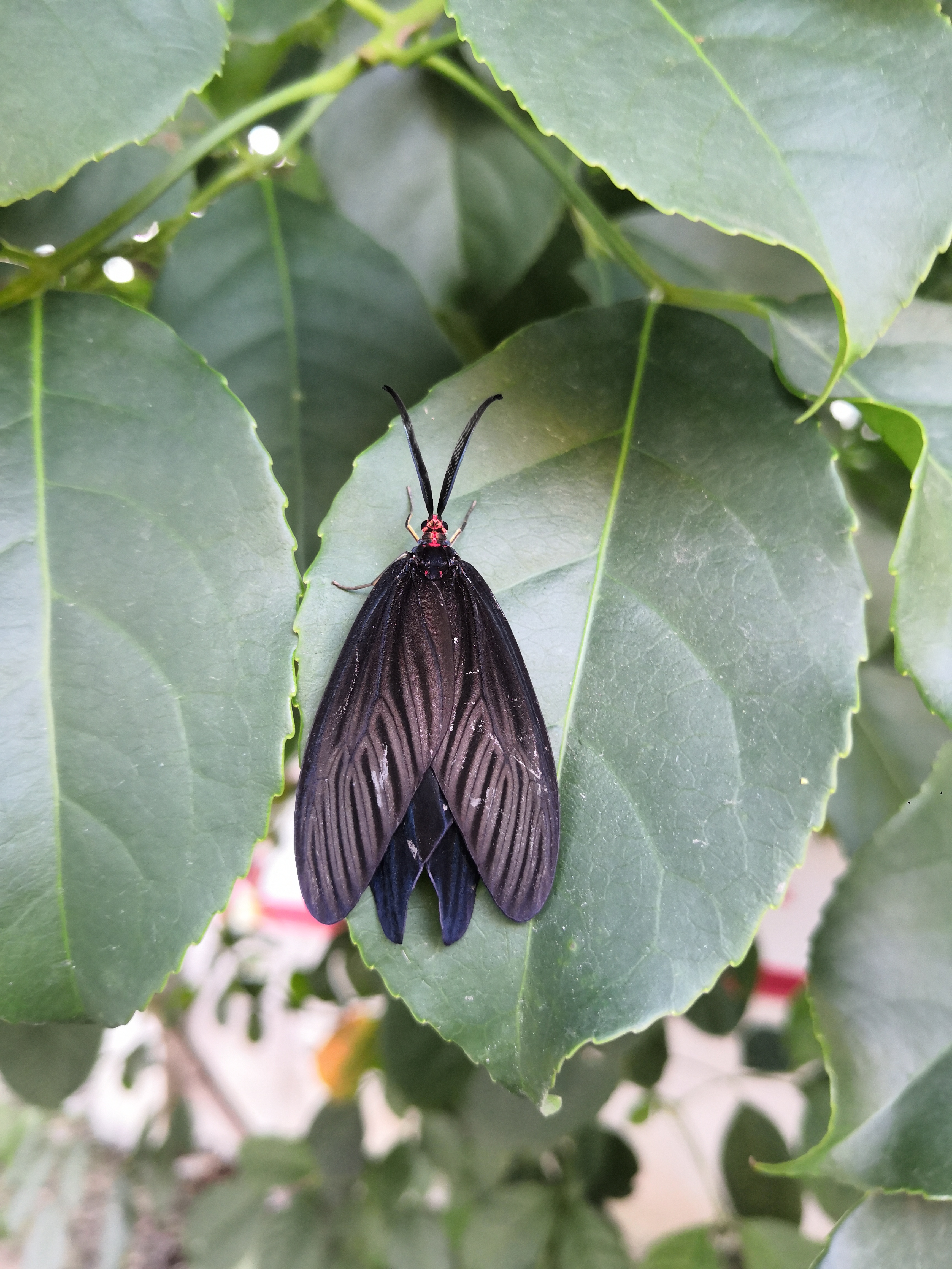 07.13,长汀县城,重阳木斑蛾
