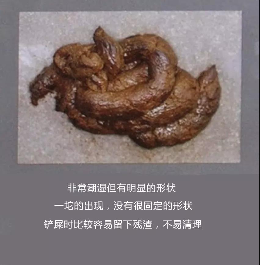 【功课】猫软便、拉肚子是由什么引起的?