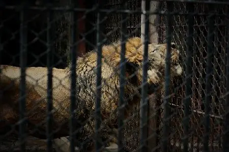 《困兽之斗》：即便身陷绝境，仍作“困兽之斗”