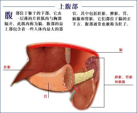 史上最全的人体(组织器官)全图