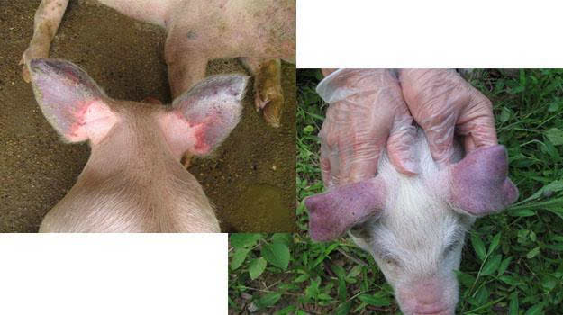 立耳朵的猪叫什么猪 3b8f81c6a211d7ed9b2eec89ba17917af72189ca.jpg